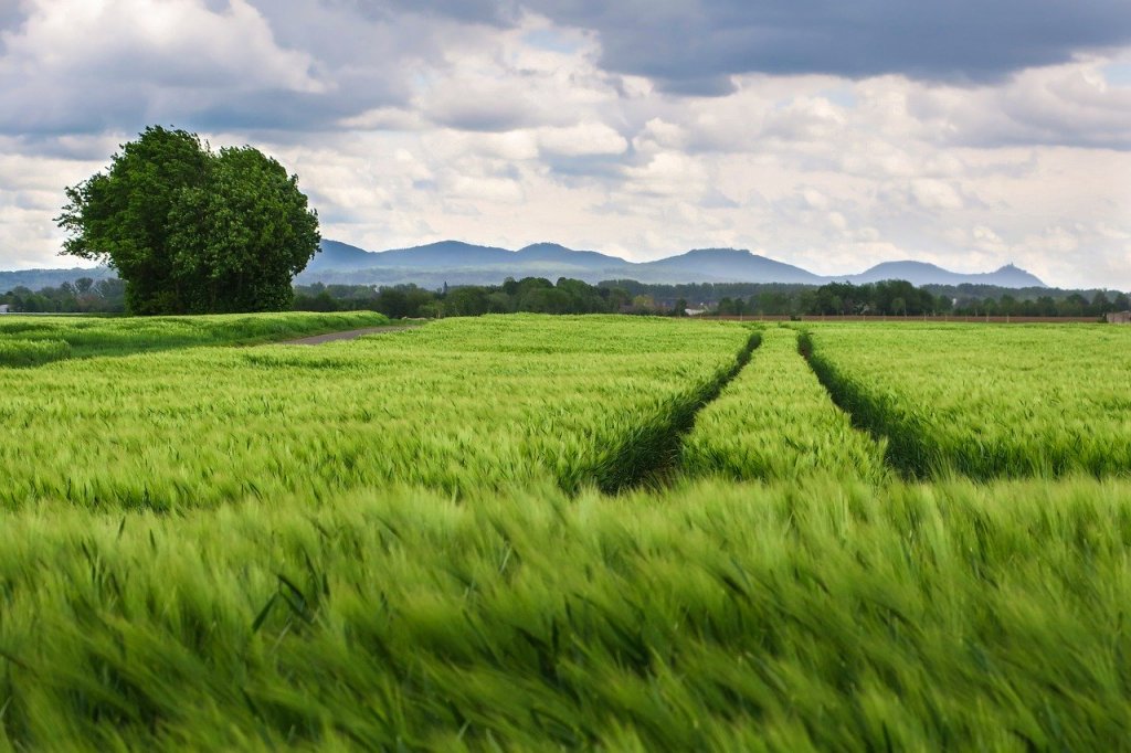 Étude de cas : Agriculture et production alimentaire